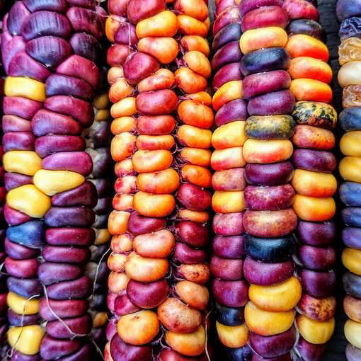 Fresh Vegetable