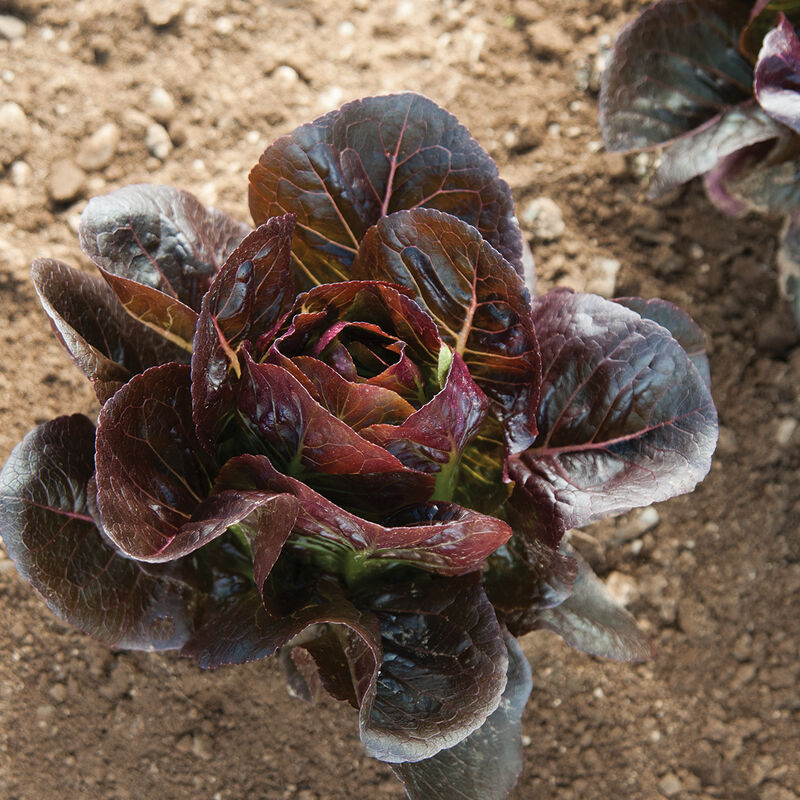 Fresh Vegetable