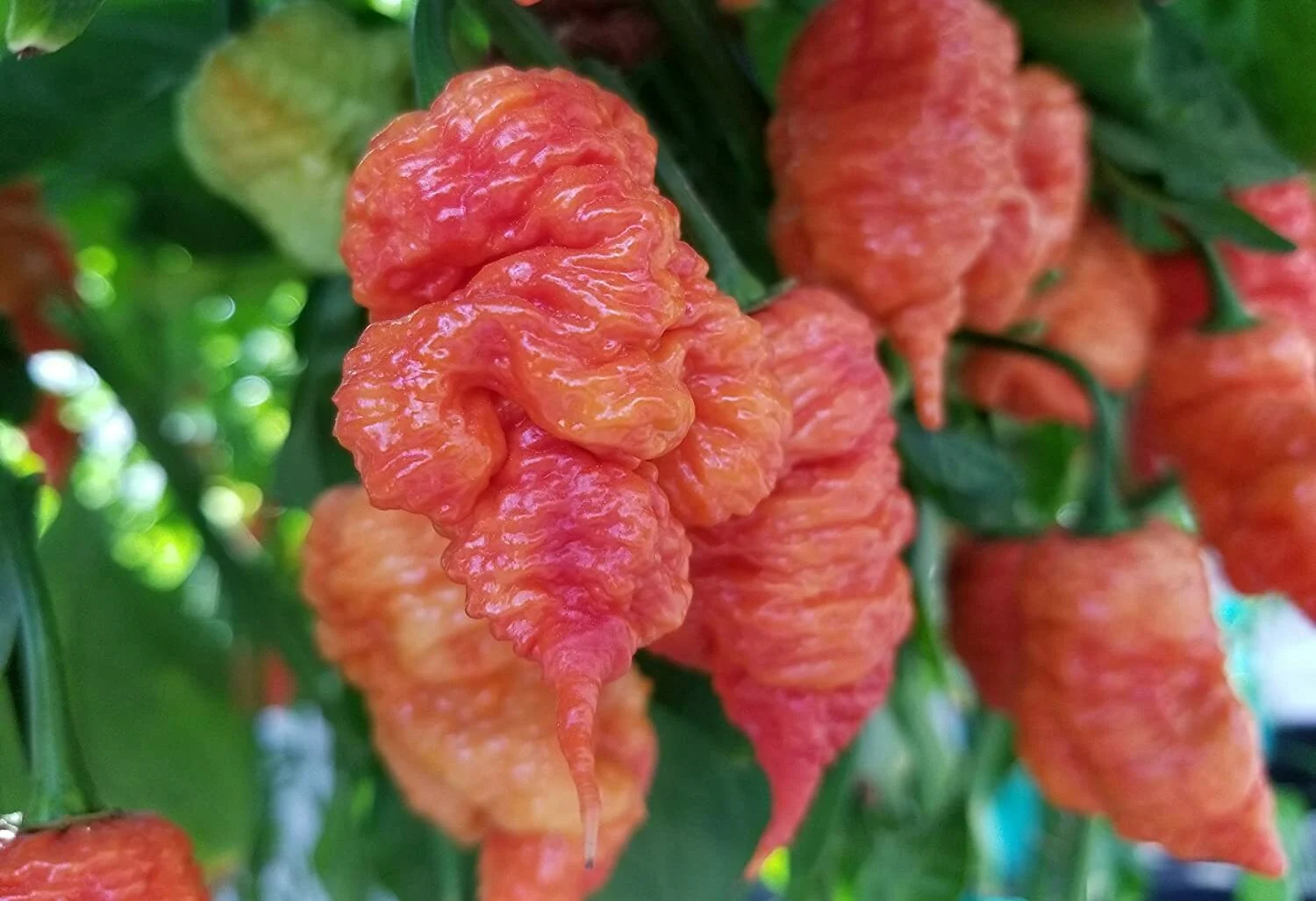 Fresh Vegetable