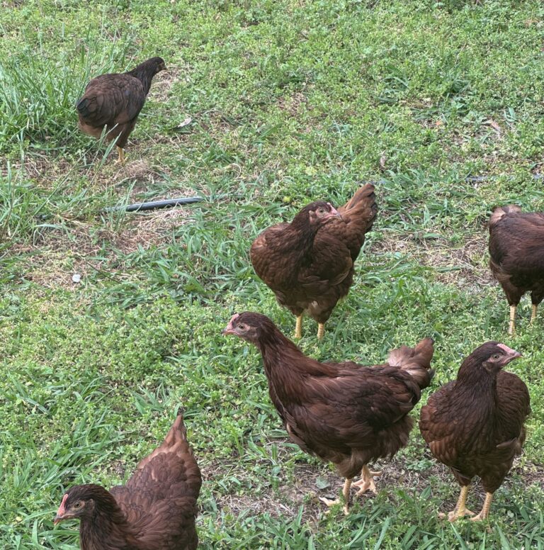 Rhode Island Red Pullets at Ingham Farm being raised as layers that are pasture raised and fed organic, soy free feed along with being able to forage