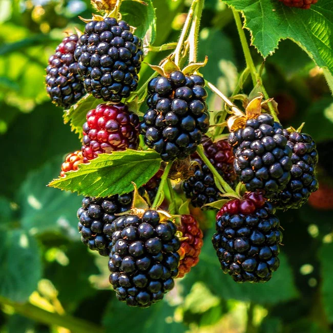 Organic Fruits