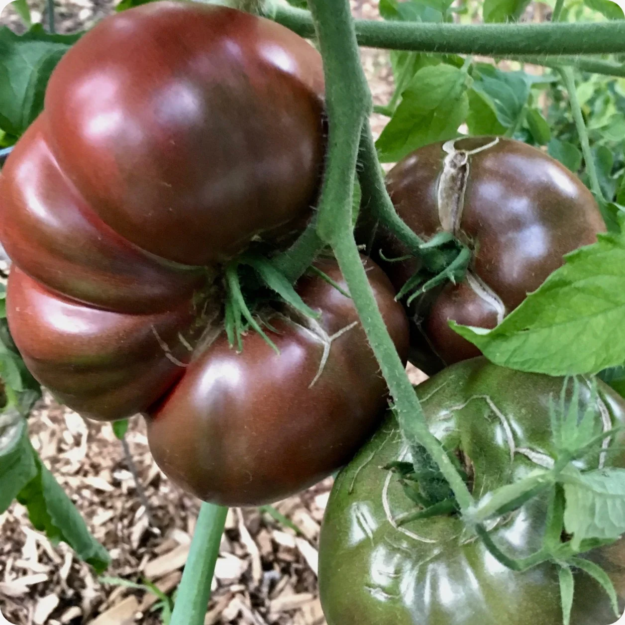 Fresh Vegetable