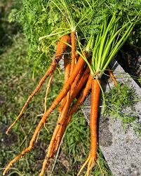 Fresh Vegetable